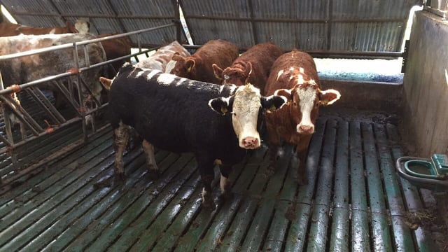 Finishing cattle younger to avail of BCR payment in NI