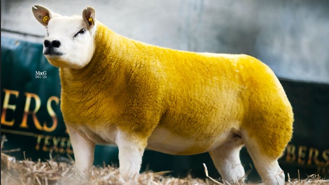 Preview: 70 in-lamb pedigree Texels set for Twilight Sale