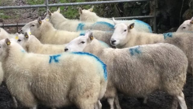 Farmer spends weeks searching for missing ewes on southeast commonage