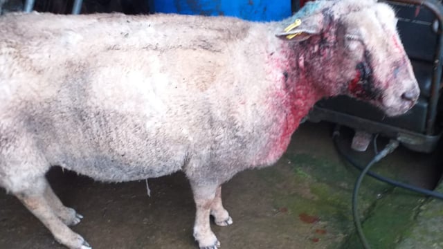 'Severe' injuries and trauma after dog attack on sheep in Kerry
