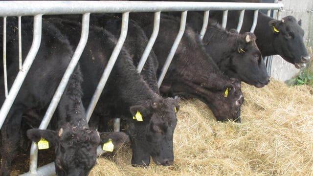 Information evenings organised for Wagyu breeding and benefits