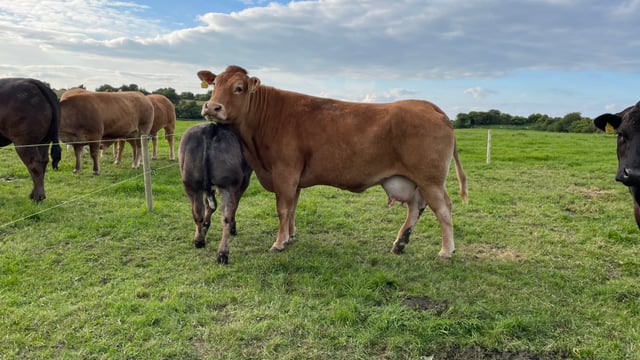 Beef Focus Revisit: Weanling producer hosts IGA beef event