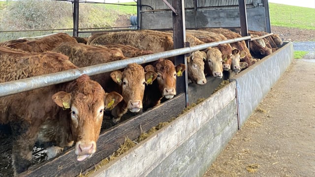 ABP Monitor Farm: Pre-calving prep on Sligo suckler farm