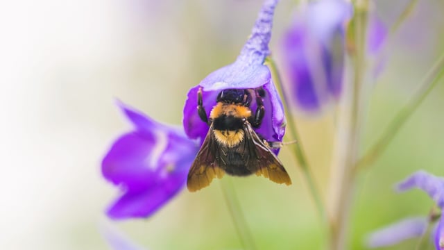 Minister criticised following collapse of NI bee inspection service