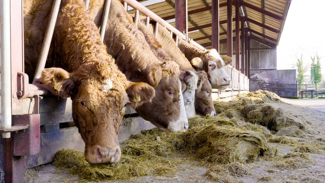 Commercial Beef Value Series: Inside ICBF Progeny Test Centre