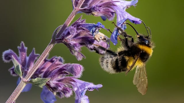 Over 70% of All-Ireland Pollinator Plan farmland actions complete
