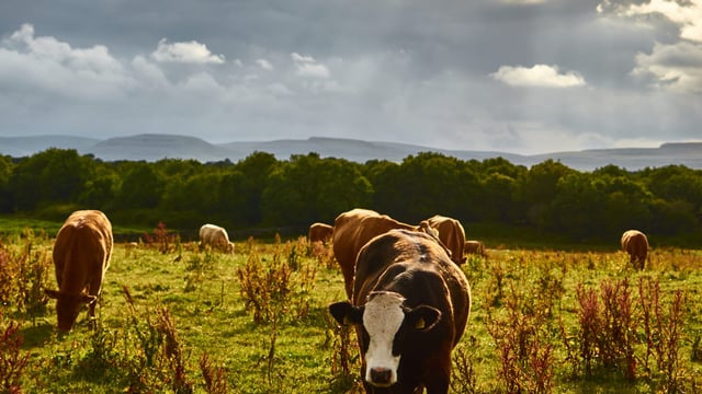 EPA report: 'Reductions' in national herd drove down GHG emissions