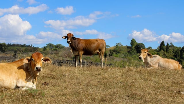 Australian red meat exports forecast to be $15.8bn in 2025-26