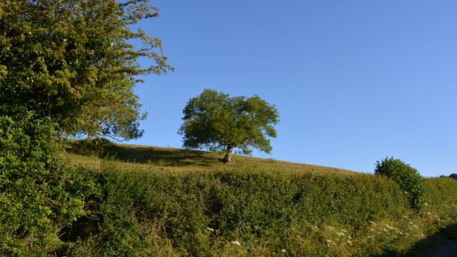 Court: €25k for local charities after wildlife offences