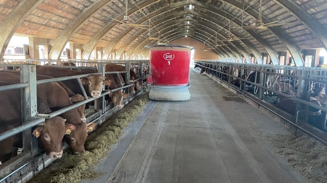 Beef Focus Revisit: Italian beef farmers embrace robotic feeding