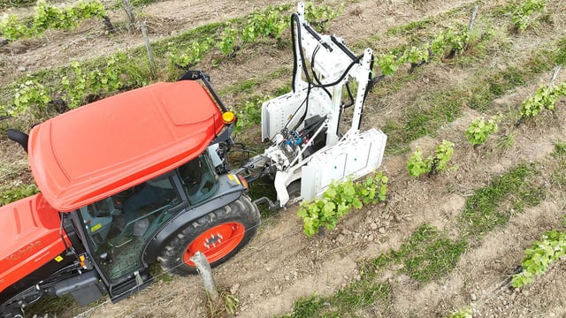 UV light application shows promise in crop protection