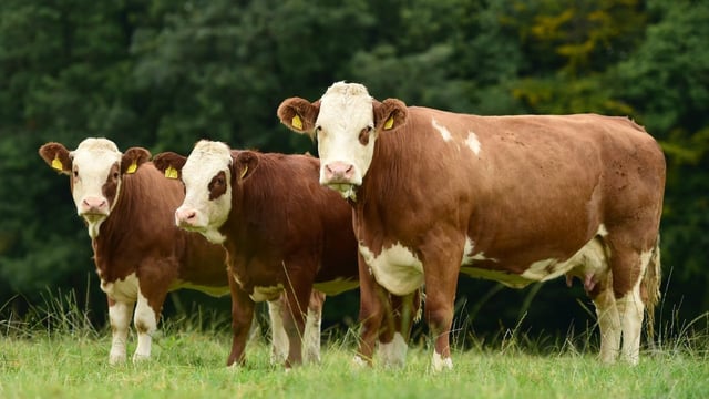 Simmental Society issues statement on AGM outcome