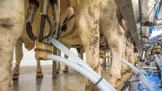 Dairy trade: Further drop for Ornua PPI in May