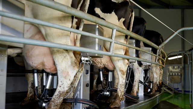 Collecting a sterile milk sample to identify the mastitis bacteria