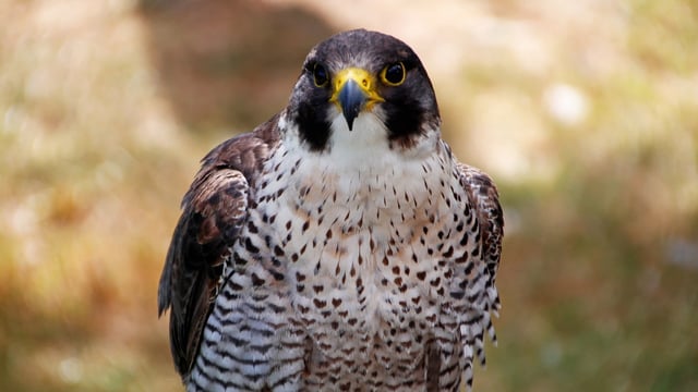 PSNI confirms bird of prey was poisoned in Co. Armagh