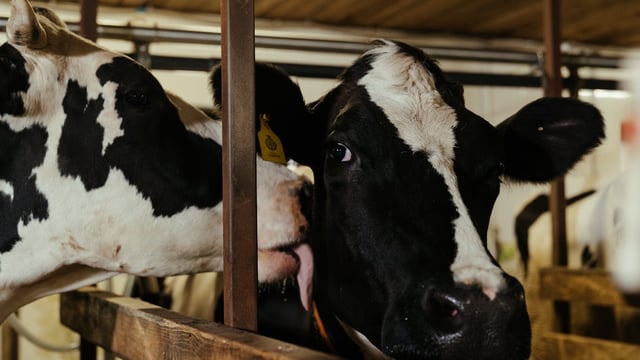 ICOS slams ICMSA view on 'role' of marts in battle against TB