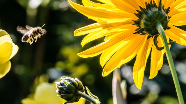 What threat do Asian hornets pose to Ireland?
