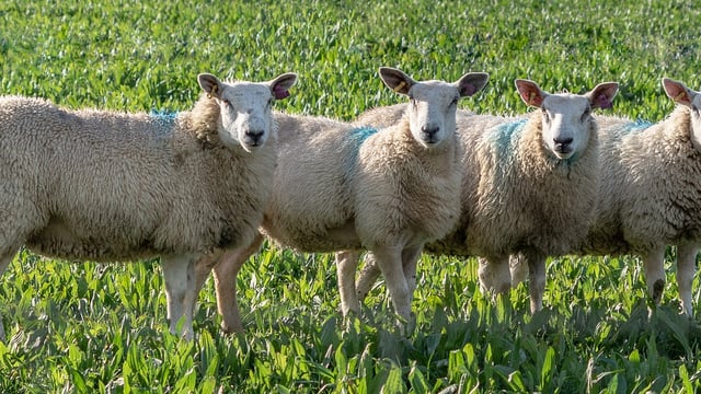 DAFM: 3 additional animal diseases must now be reported