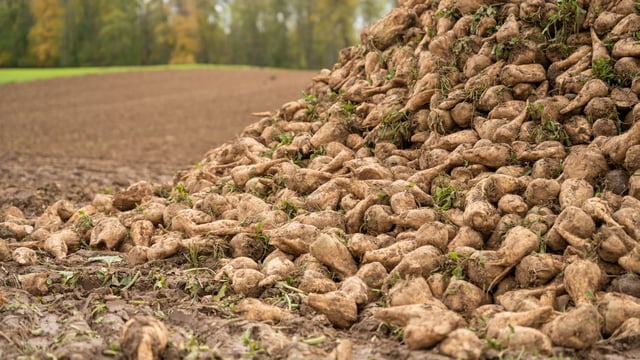 Opinion: EU institutions 'dragging sugar beet sector to disaster'