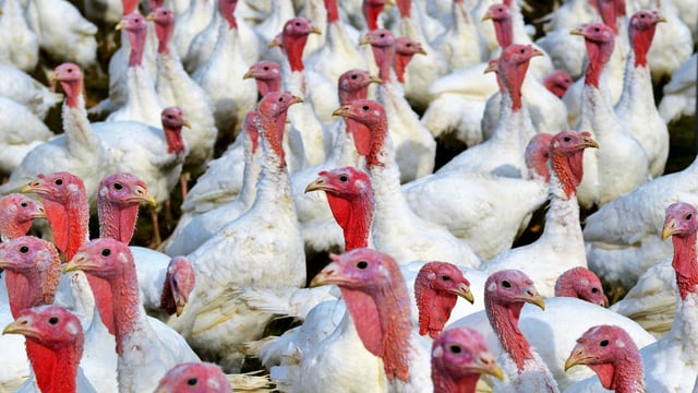 Bird flu confirmed in two commercial turkey farms in England