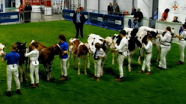 Elite breeders out in force at the 38th Royal Ulster Winter Fair