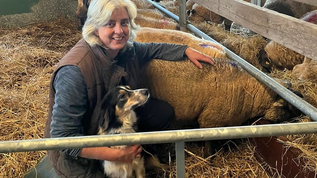 Shauna the sheep brings joy to Kinsale Community Hospital