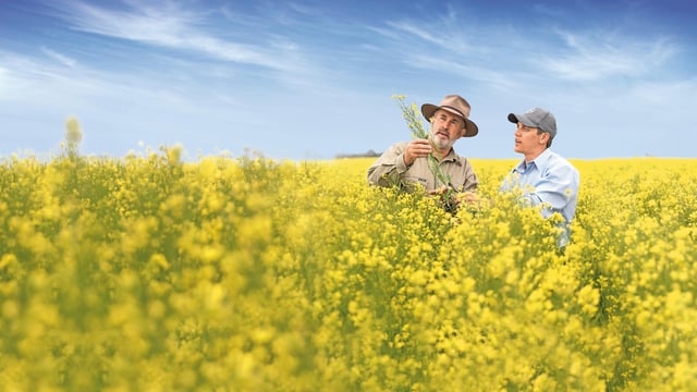 Bayer and Neste to develop feedstocks for renewable fuels