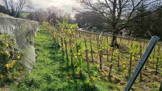 Tipperary wine producer hails ethical solution to deter deer