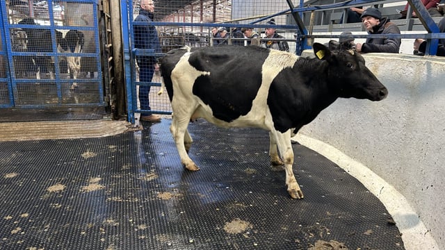 'Very strong trade' for dairy stock at dispersal sale in Carnaross