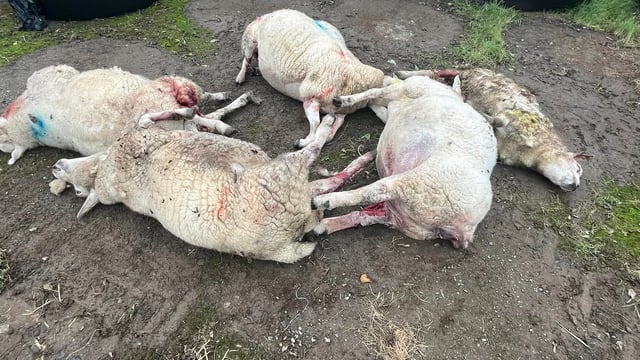 Graphic: Five sheep killed in Co. Monaghan dog attack