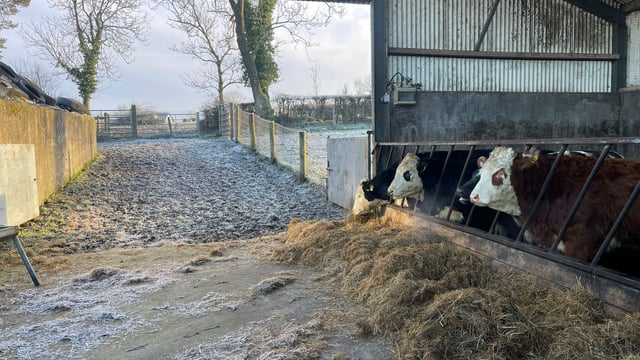 Dealing with frozen water pipes and livestock drinkers