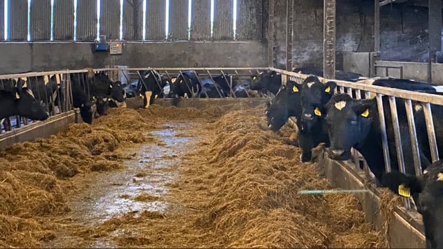 ABP Monitor Farms: €60/head sustainability bonus for Cork farmer