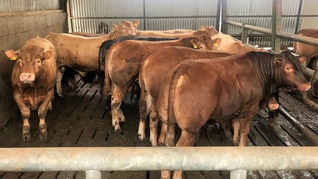 73% of factory cattle sourced from non-CFU herds in Q1 of 2025