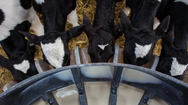 Calf Rearing Series: Achieve award-winning calf performance