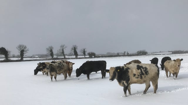 Factory quotes: Beef prices rise but snow wreaks havoc
