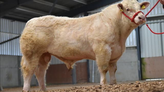Charolais show and sale and dispersal set for Tullamore