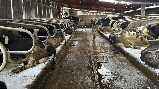 Dairy advice: Mastitis risk increases as calving looms