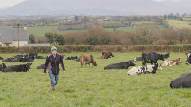Breeding for Efficiency Series: Maintaining solids with OAD milking