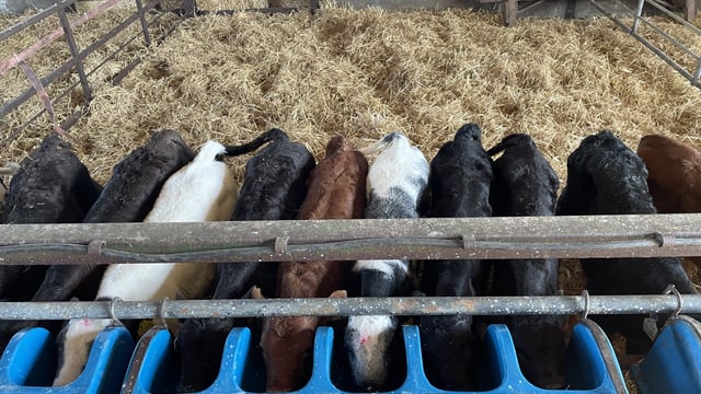 Table: What can dairy-beef farmers afford to pay for calves?