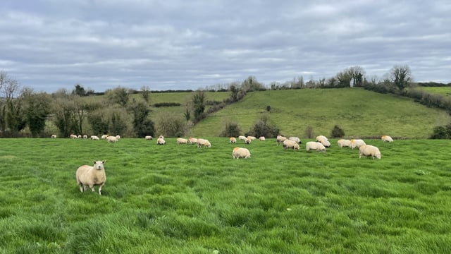 Sheep trade: Lamb prices pulled by 35c/kg and more in cases