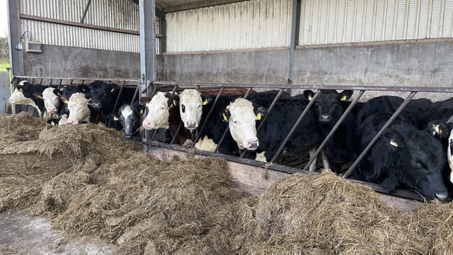 Table: Guide beef prices needed for a €100 profit