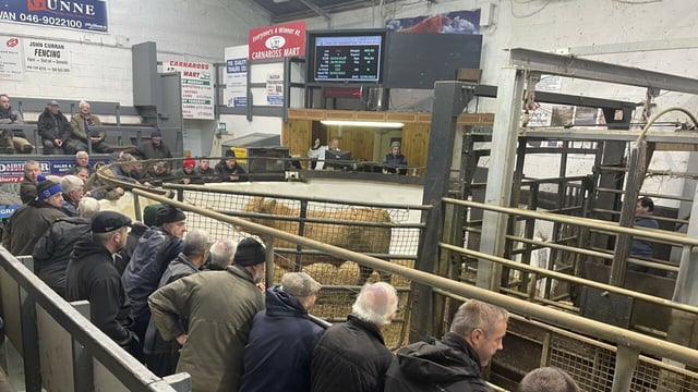 Weanling bulls hit €4.98/kg and 300kg Friesians at €880