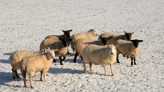 Sheep trade: Higher-end of hogget prices cross €9.00/kg