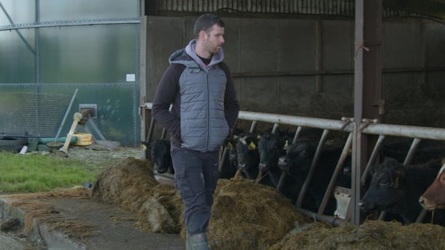 Breeding for Efficiency Series: Friesians to Jersey cross in Kerry