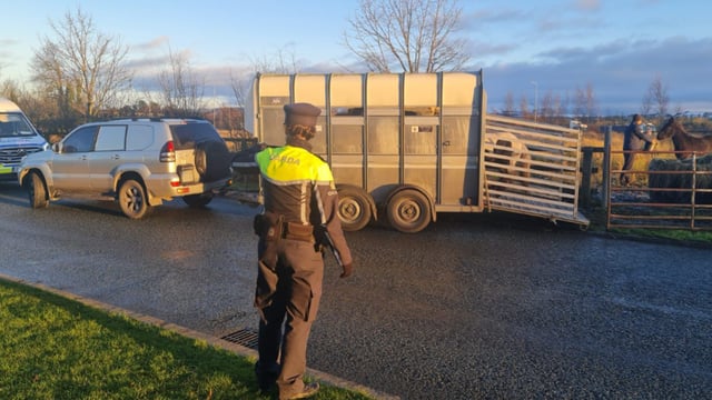Gardaí in Kildare seize horses because of 'animal welfare concerns'