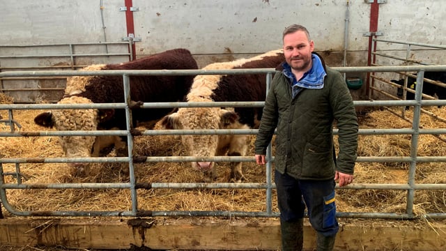 Preparing for the 2025 show season at Kinnego Herefords