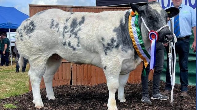 Belgian Blue heifer sells for €15,400 in online sale