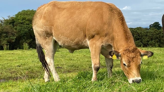 More breed societies vote 'no confidence' in Euro-Star indices