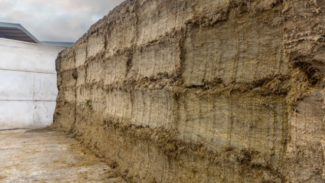 Dairy advice: Get your silage tested ahead of winter