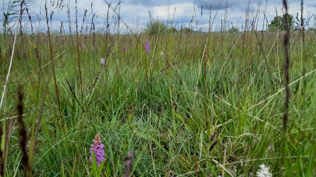 'Multi-disciplinary team' sought for Kildare wetlands restoration